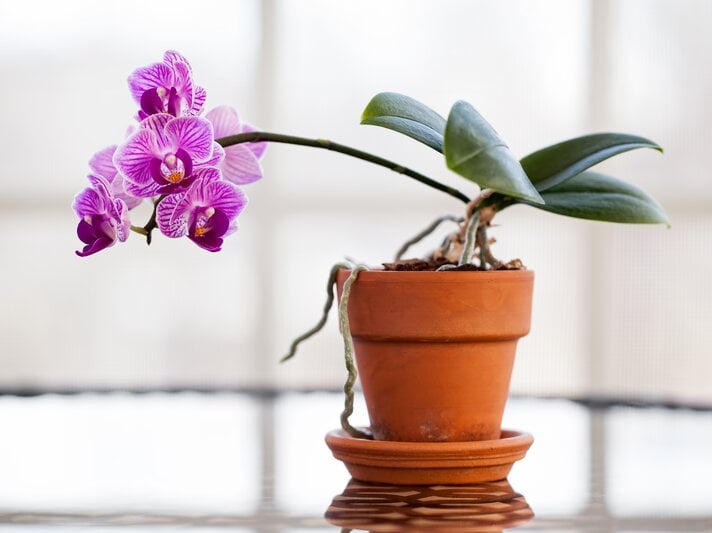 GettyImages-1139623712.jpg | © Getty Images/Leslie Banks/EyeEm