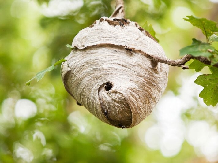 SächsischeWespe-Nest.jpg | © iStock/BanksPhotos