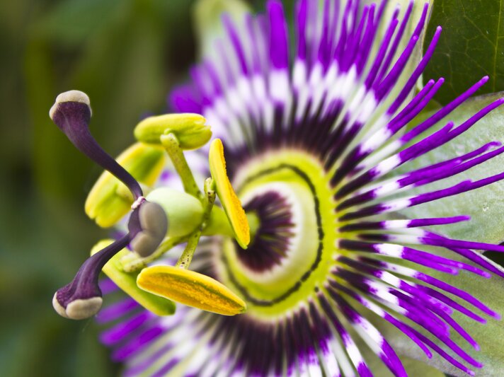 shutterstock_276924725.jpg | © Shutterstock/zlatkozalec