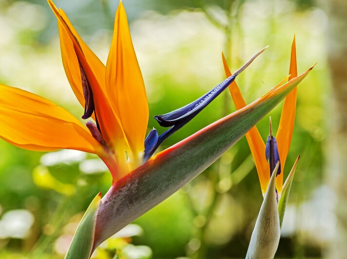 shutterstock_231541057.jpg | © Shutterstock/ntdanai