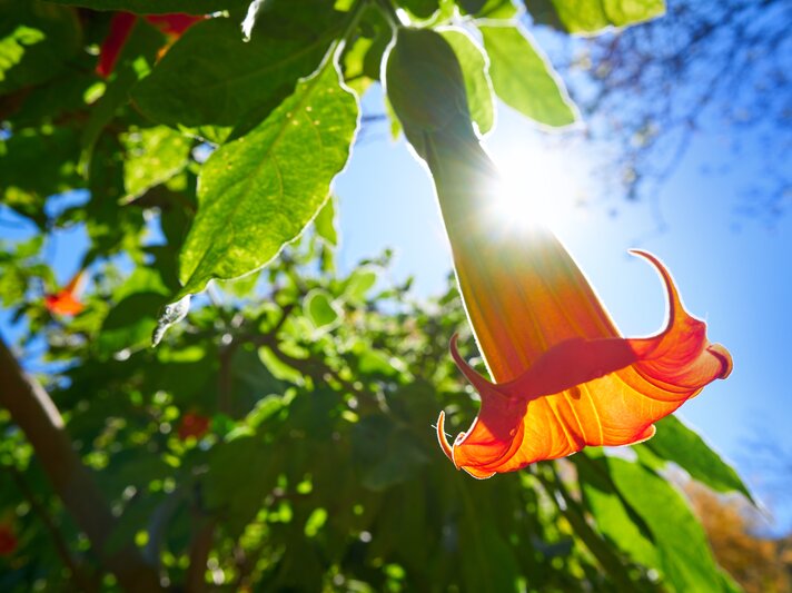 shutterstock_1269169246.jpg | © Shutterstock/lunamarina