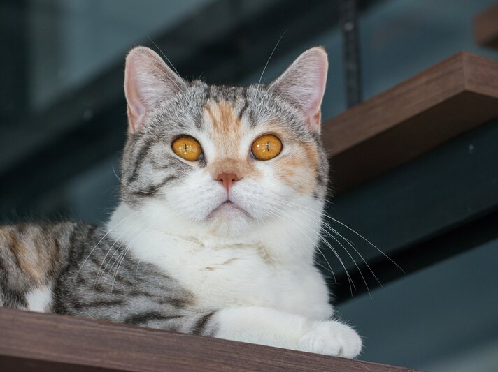 shutterstock_648376870.jpg | © Shutterstock/Boyloso