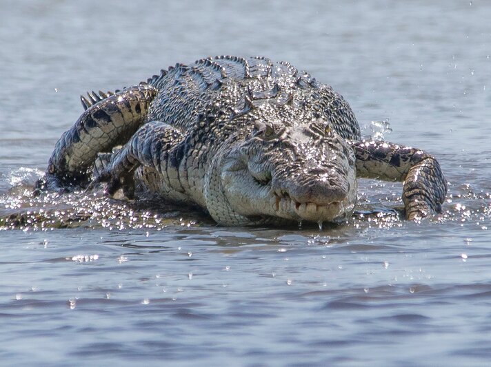 Ein Leistenkrokodil läuft im flachen Wasser. | © Shutterstock/Shane Bartie