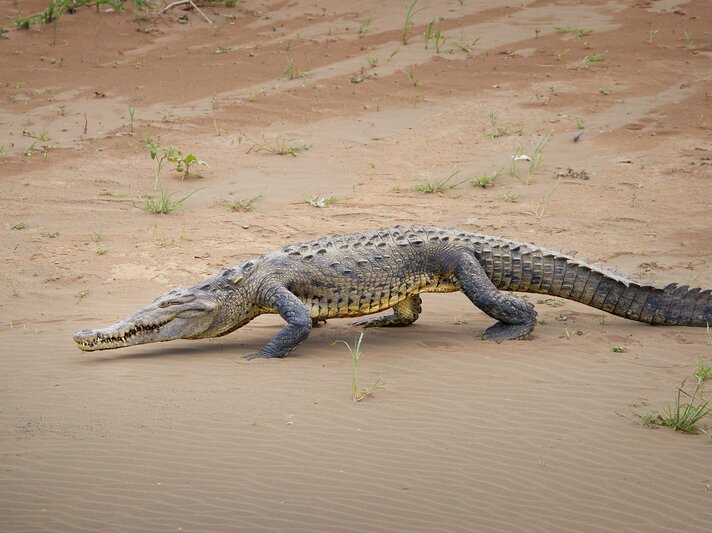 Ein Spitzkrokodil läuft über Sand. | © Shutterstock/Martin Mecnarowski