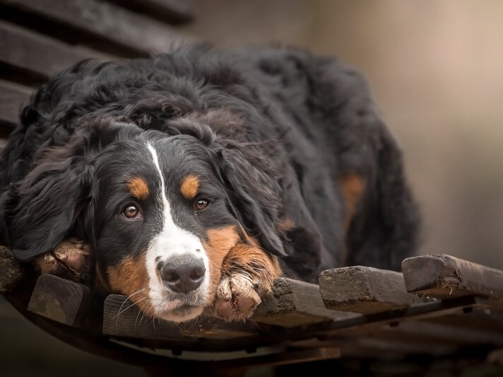 shutterstock_553932493.jpg | © Shutterstock/xkunclova