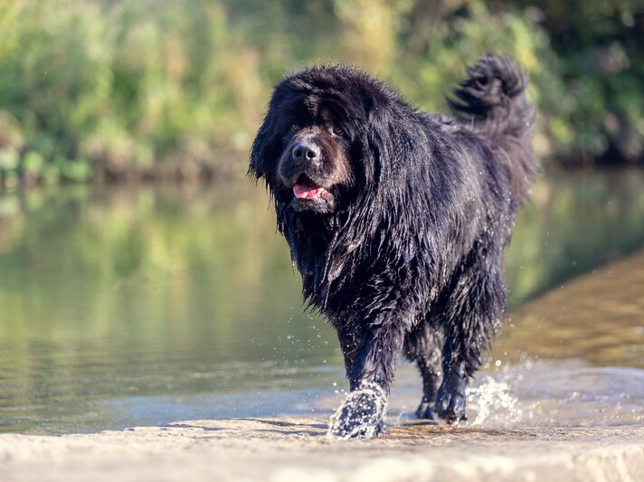 shutterstock_1155355738.jpg | © Shutterstock/rzoze19