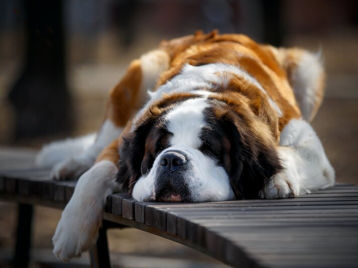 shutterstock_2152229761.jpg | © Shutterstock/Pavel Shlykov