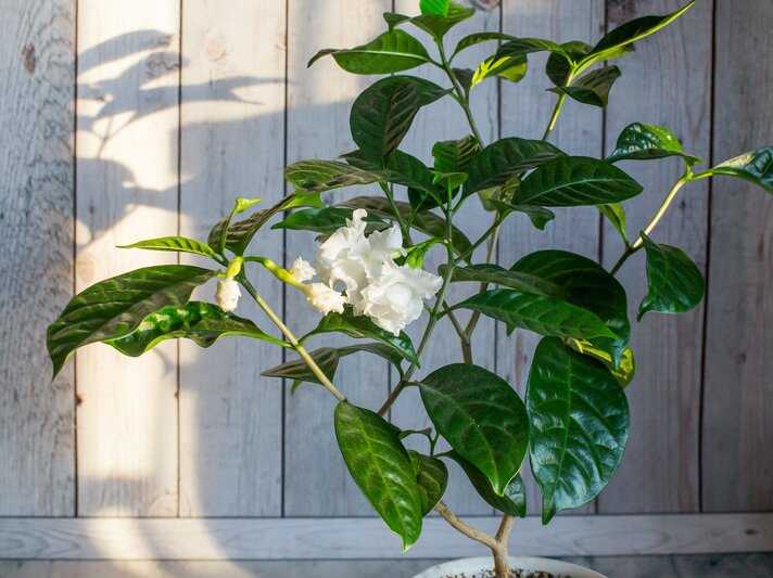 Jasmin.jpg | © iStock/Anna Oleinik
