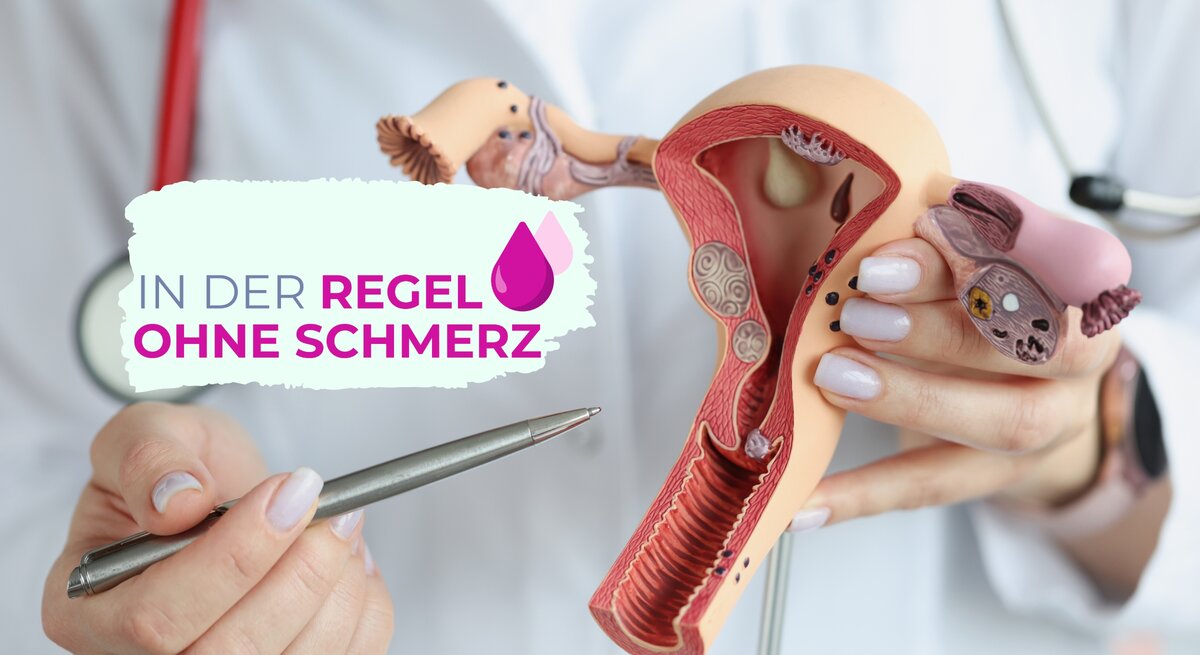 Arzt hält Modell weiblicher Geschlechtsorgane in der Hand