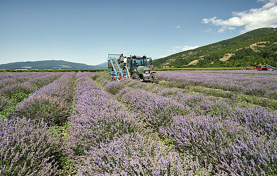 Lavendelfeld und ein Traktor | © Dr. Willmar Schwabe GmbH & Co. KG