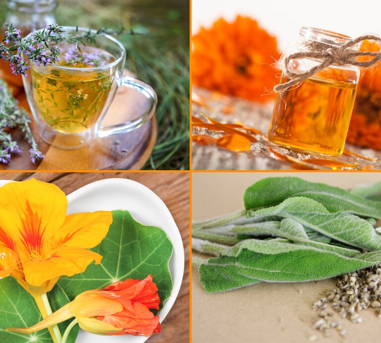 Heilpflanzen_Teaser | © iStock