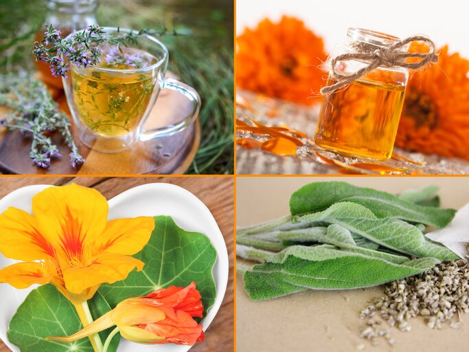 Heilpflanzen_Teaser | © iStock