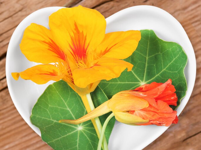 Kapuzinerkresse | © iStock/Marina Lohrbach