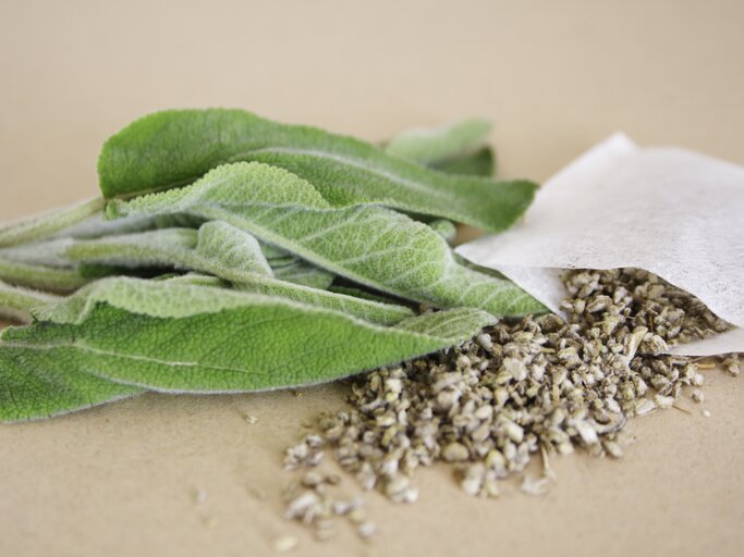 Salbei und Salbeitee | © iStock/eliane