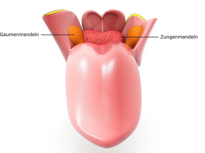 Menschliche Zunge.jpg | © iStock/Mohammed Haneefa Nizamudeen