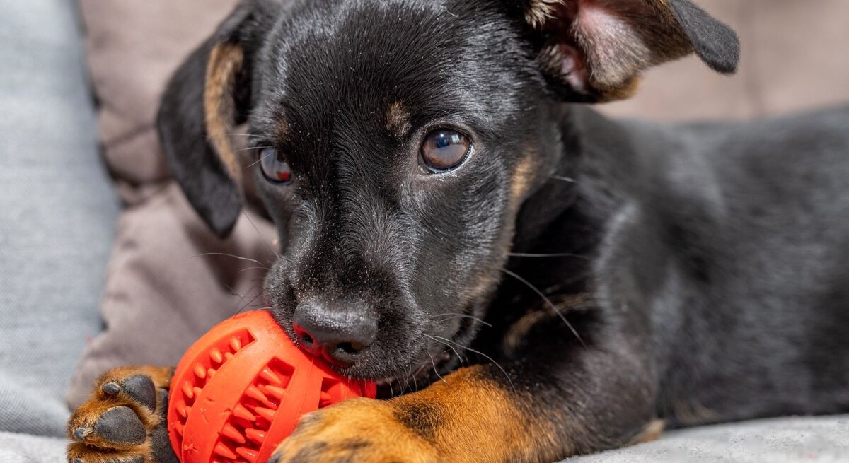 Ein junger schwarz-brauner Hund liegt auf einem grauen Sofa und hält spielerisch einen roten Gummiball zwischen seinen Pfoten.