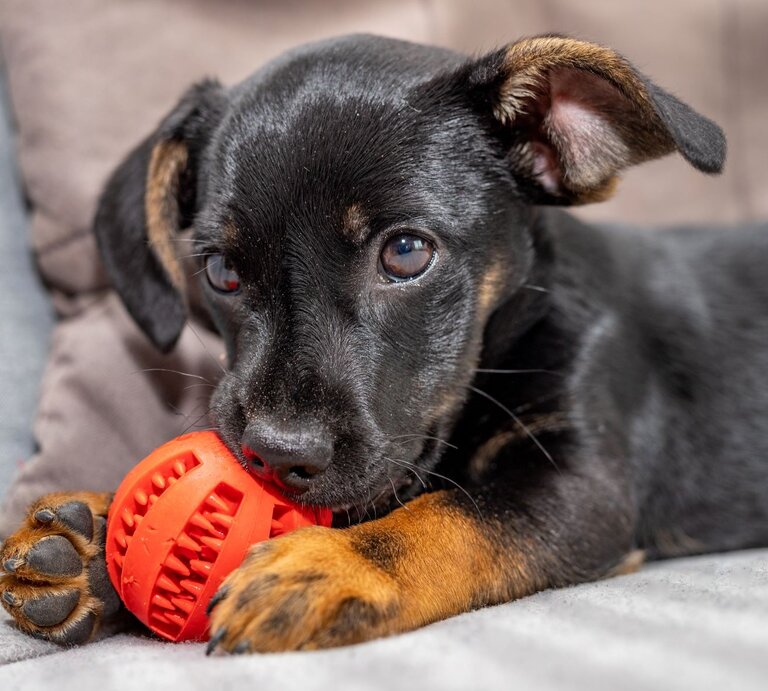 Ein junger schwarz-brauner Hund liegt auf einem grauen Sofa und hält spielerisch einen roten Gummiball zwischen seinen Pfoten. | © Getty Images / Piotr Wytrazek