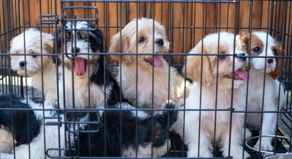 Mehrere junge Hunde, die in einem Metallkäfig eingesperrt sind. Es sind verschiedene Rassen zu erkennen.