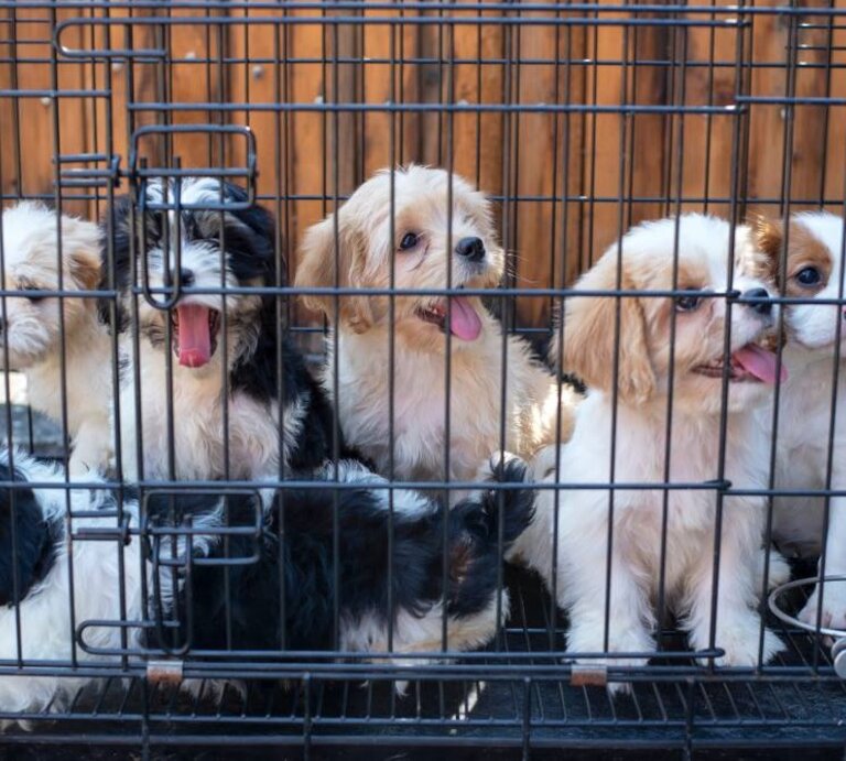 Mehrere junge Hunde, die in einem Metallkäfig eingesperrt sind. Es sind verschiedene Rassen zu erkennen. | © Adobe Stock / nellas