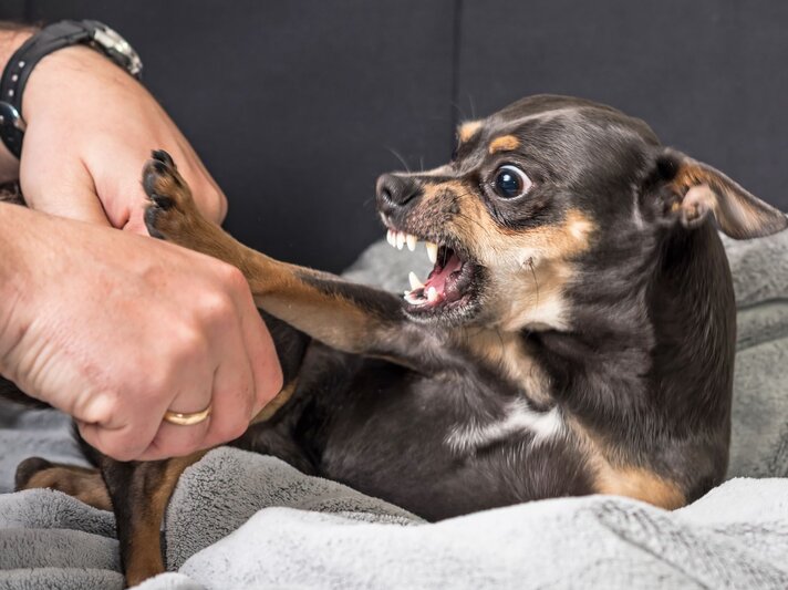 Kleiner, aggressiv wirkender Hund auf einer Decke, der die Zähne fletscht und drohend knurrt. Er scheint sich in einer Verteidigungshaltung zu befinden und versucht, eine menschliche Hand abzuwehren.  | © Getty Images /	Piter1977