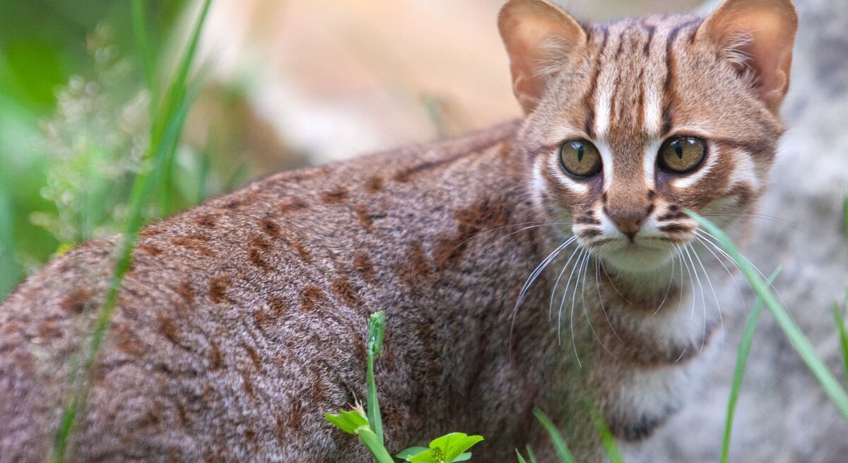 Eine Rostkatze im Freien – sie schaut sich aufmerksam und in Hab-Acht-Stellung um. Ihr Fell ist charakteristisch von rostroter Farbe, durchzogen von dunklen Flecken und Streifen.