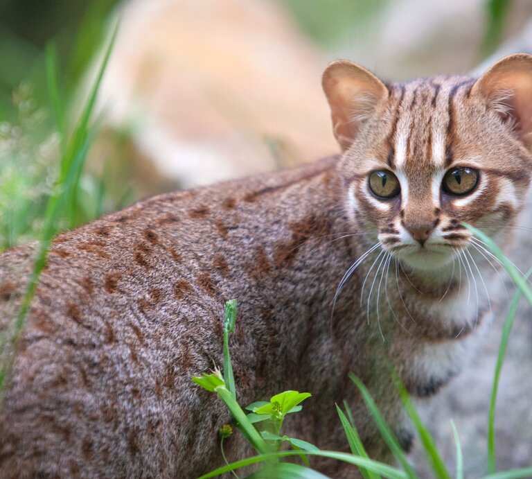 Eine Rostkatze im Freien – sie schaut sich aufmerksam und in Hab-Acht-Stellung um. Ihr Fell ist charakteristisch von rostroter Farbe, durchzogen von dunklen Flecken und Streifen. | © Shutterstock / Felineus
