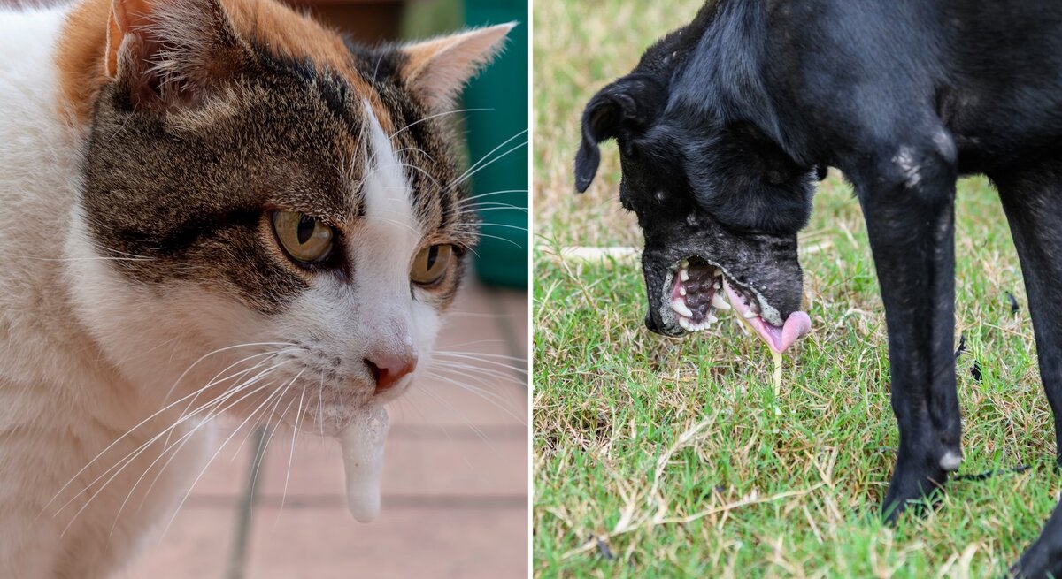 Collage zweier weißen Schaum erbrechenden Tiere: eine Katze und ein Hund