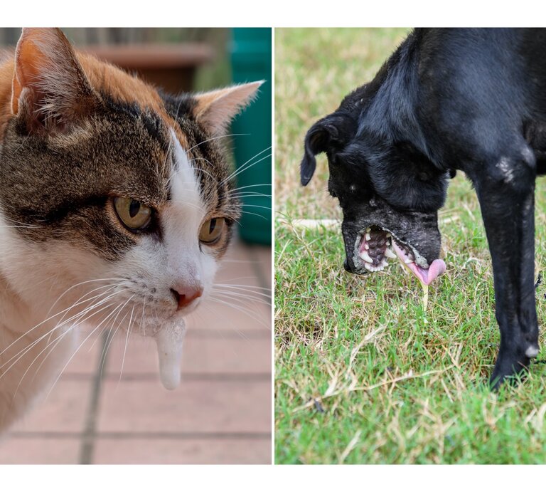 Collage zweier weißen Schaum erbrechenden Tiere: eine Katze und ein Hund | © Getty Images / Goldfinch4ever / Mumemories [canva.com]