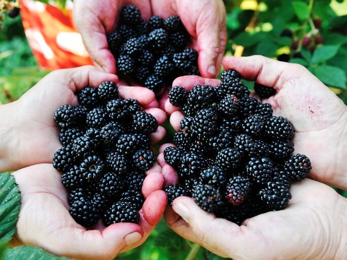Draufsicht auf drei Hände voller Brombeeren.  | © Zurijeta via Canva.com