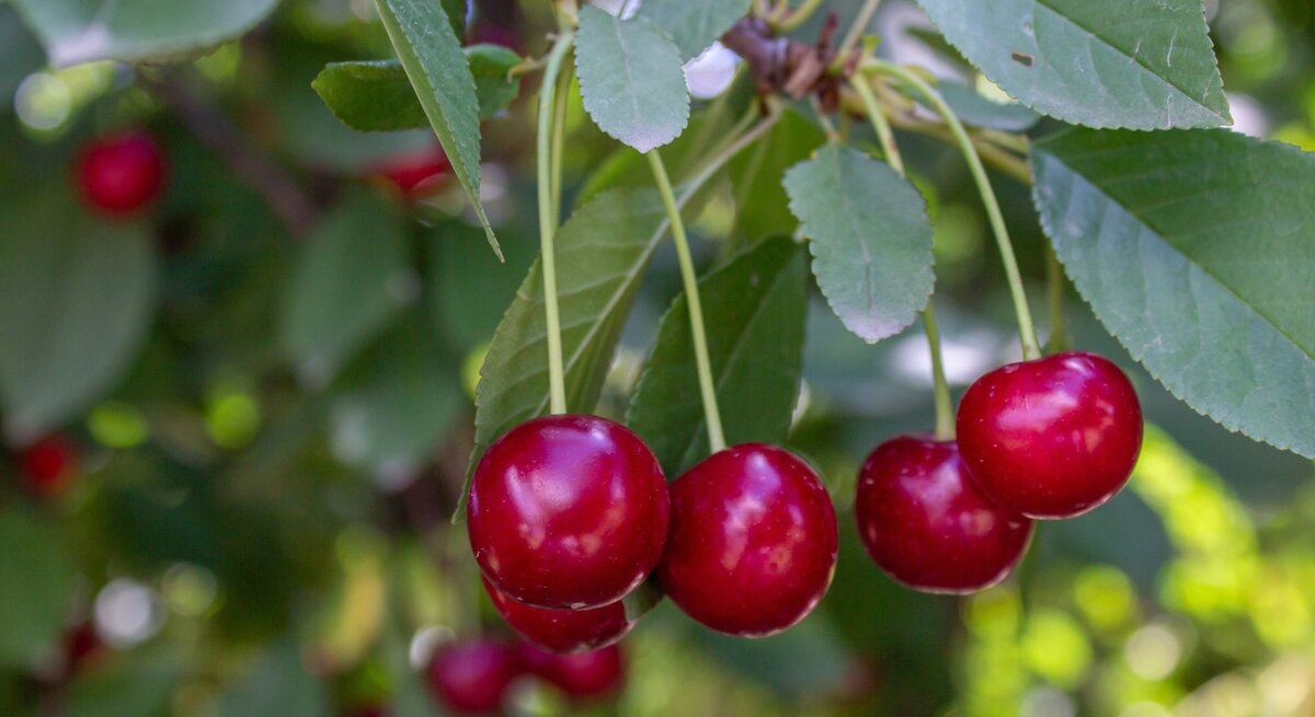 Vier reife, glänzend rote Kirschen hängen an einem Zweig mit grünen Blättern im sommerlich sonnigen Gartenlicht.