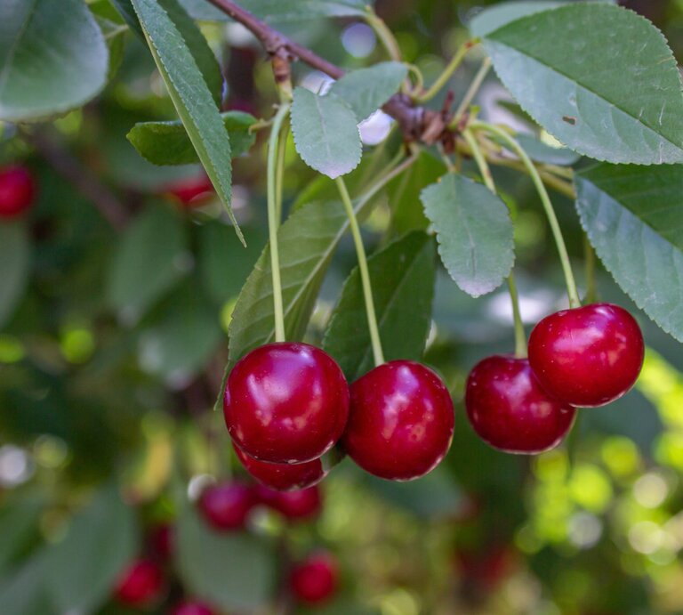 Vier reife, glänzend rote Kirschen hängen an einem Zweig mit grünen Blättern im sommerlich sonnigen Gartenlicht. | © Adobe Stock / Emre Akkoyun