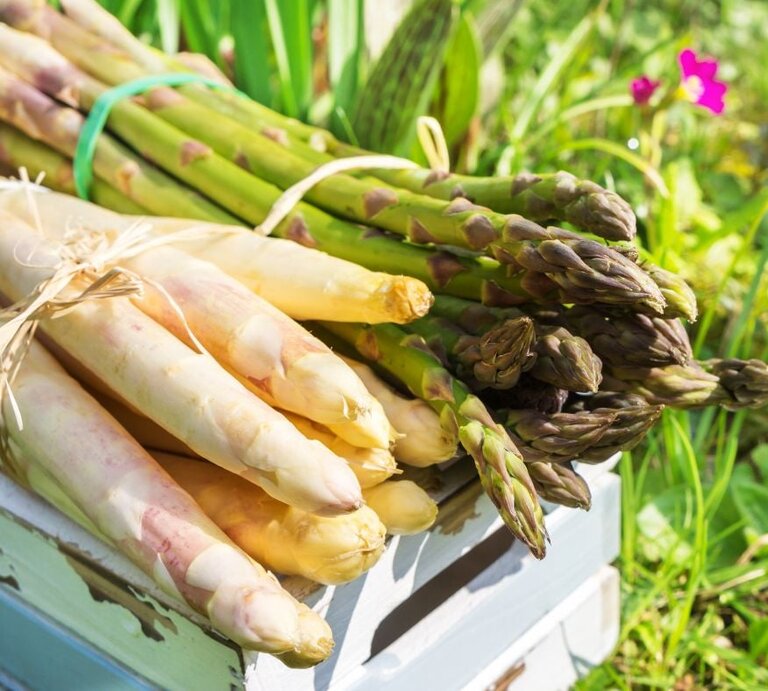 Bund weißer und grüner Spargel auf einer Holzkiste im sonnigen Garten. Ausführlich: Bündel weißer und grüner Spargelstangen liegen auf einer rustikalen Holzkiste im Freien, warmes Sonnenlicht und grüner Hintergrund. | © Adobe Stock/ fotoknips