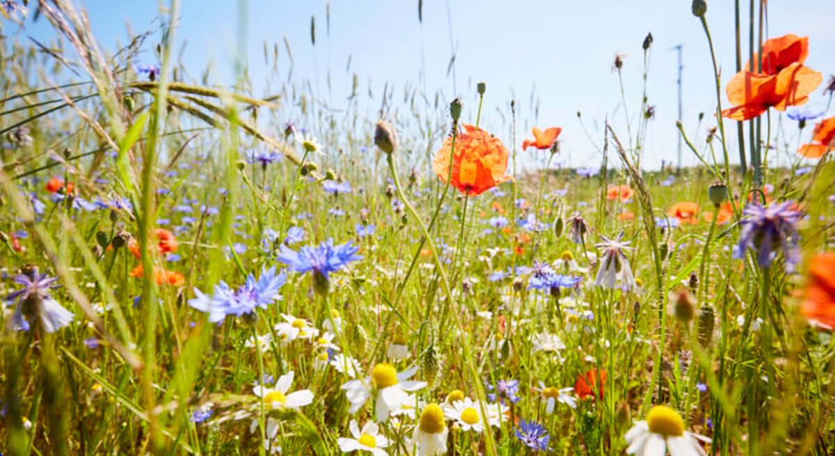 Wildblumenwiese mit Kamillenblüten, Mohnblumen und Kornblumen im Sommer.
