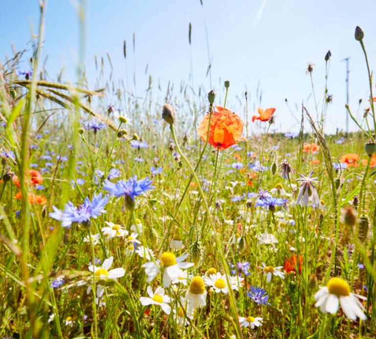 Wildblumenwiese mit Kamillenblüten, Mohnblumen und Kornblumen im Sommer. | © Getty Images/ the_burtons