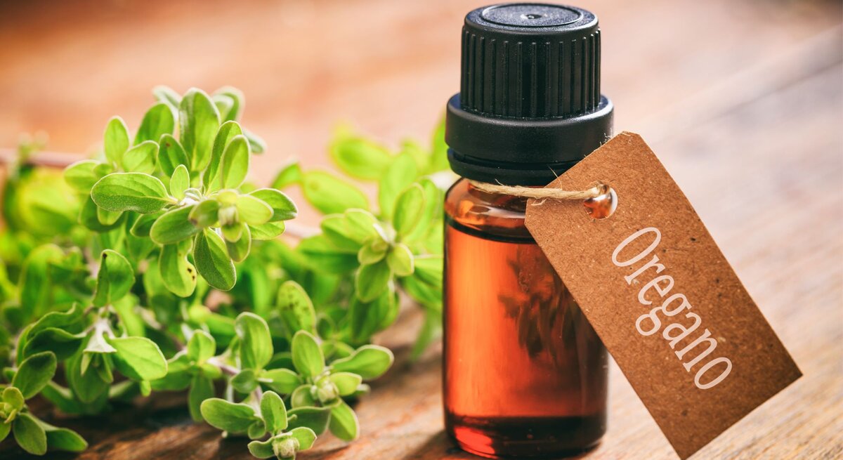 Ein Fläschchen Oregano-Öl steht auf einer Holzablage. Daneben liegt ein Strauch Oregano.