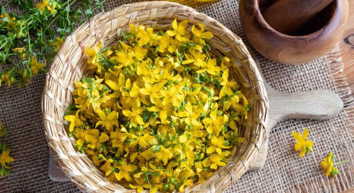 Das Bild zeigt eine Szene, die im Zusammenhang mit der traditionellen Kräutermedizin steht. Im Vordergrund sieht man eine handgefertigte, flache Korb-Schaufel gefüllt mit leuchtend gelben Blüten des Johanniskrauts, einer Pflanze, die häufig in der natürlichen Behandlung von Depressionen und Antriebslosigkeit eingesetzt wird. Im Hintergrund sind eine Flasche mit möglicherweise Johanniskrautöl und ein Mörser mit Stößel aus Holz zu erkennen, welches auf die Verarbeitung der Pflanze hindeutet. Unterlegt ist die Komposition mit einer rustikalen Textilunterlage, und das Ganze ist auf einem Holztisch arrangiert, was der Aufnahme eine warme, natürliche Atmosphäre verleiht. Vereinzelt sind auch Stängel mit Blättern und Blüten des Johanniskrauts zu sehen, die über die Unterlage verstreut sind, was den Eindruck eines frischen, gerade gesammelten Krauts vermittelt.
