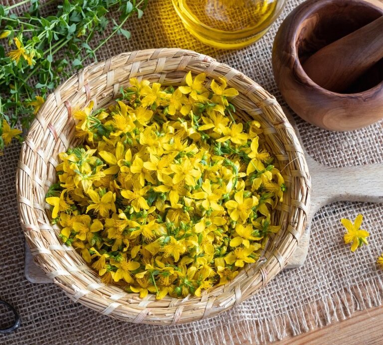 Das Bild zeigt eine Szene, die im Zusammenhang mit der traditionellen Kräutermedizin steht. Im Vordergrund sieht man eine handgefertigte, flache Korb-Schaufel gefüllt mit leuchtend gelben Blüten des Johanniskrauts, einer Pflanze, die häufig in der natürlichen Behandlung von Depressionen und Antriebslosigkeit eingesetzt wird. Im Hintergrund sind eine Flasche mit möglicherweise Johanniskrautöl und ein Mörser mit Stößel aus Holz zu erkennen, welches auf die Verarbeitung der Pflanze hindeutet. Unterlegt ist die Komposition mit einer rustikalen Textilunterlage, und das Ganze ist auf einem Holztisch arrangiert, was der Aufnahme eine warme, natürliche Atmosphäre verleiht. Vereinzelt sind auch Stängel mit Blättern und Blüten des Johanniskrauts zu sehen, die über die Unterlage verstreut sind, was den Eindruck eines frischen, gerade gesammelten Krauts vermittelt. | © GettyImages/Radka Janouskovcova / EyeEm