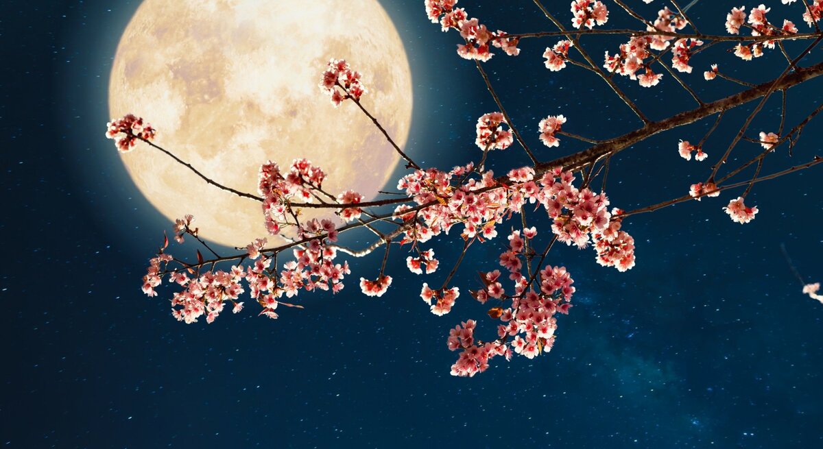 Ein Vollmond vor einem schwarzen Himmel. Davor die Äste eines blühendes Kirschbaumes.