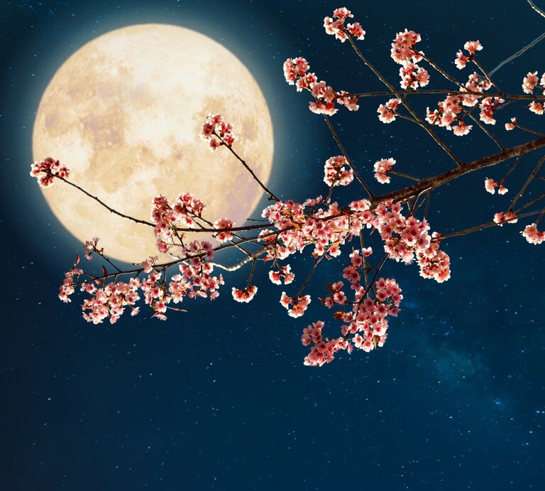 Ein Vollmond vor einem schwarzen Himmel. Davor die Äste eines blühendes Kirschbaumes. | © Getty Images/ jakkapan21 via Canva.com [M]