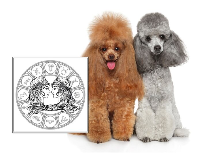 Das Symbol des Sternzeichens Zwillinge und zwei Pudel. | © iStock.com, Shutterstock [M]