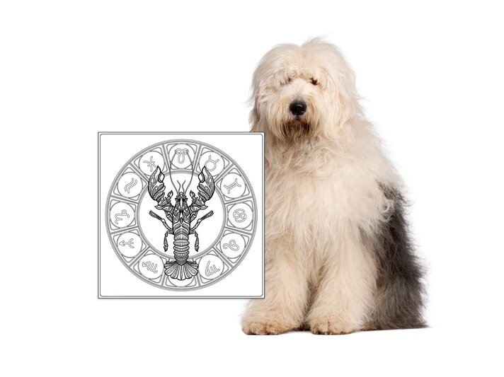 Das Symbol des Sternzeichens Krebs und ein Bobtail. | © iStock.com, Shutterstock [M]
