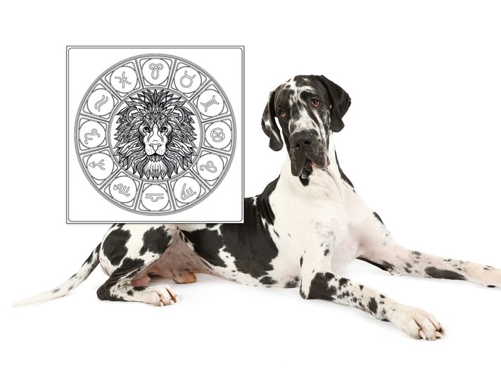 Das Symbol des Sternzeichens Steinbock und eine Deutsche Dogge. | © iStock.com, Shutterstock [M]