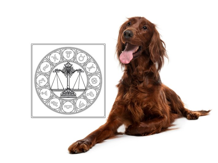 Das Symbol des Sternzeichens Waage und ein Irish Setter. | © iStock.com, Shutterstock [M]