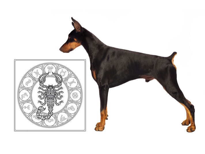 Das Symbol des Sternzeichens Skoprion und ein Dobermann. | © iStock.com, Shutterstock [M]