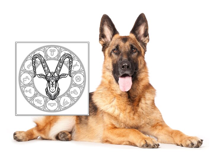 Das Symbol des Sternzeichens Steinbock und ein Schäferhund. | © iStock.com, Shutterstock [M]