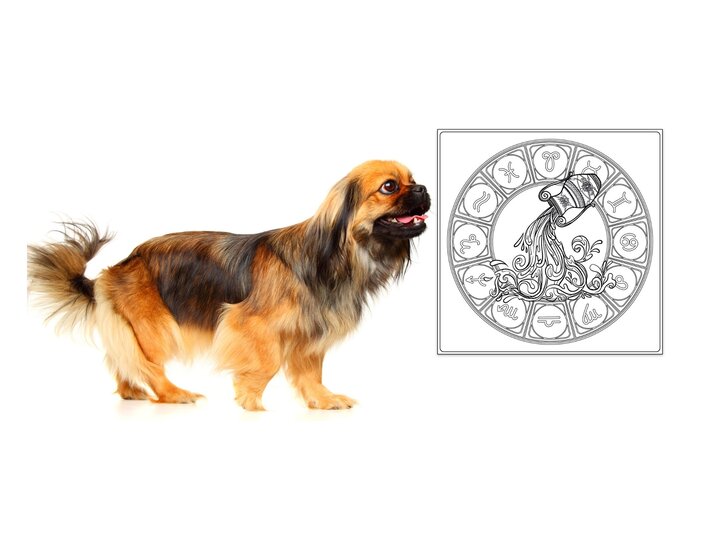 Das Symbol des Sternzeichens Wassermann und Pekinese. | © iStock.com, Shutterstock [M]