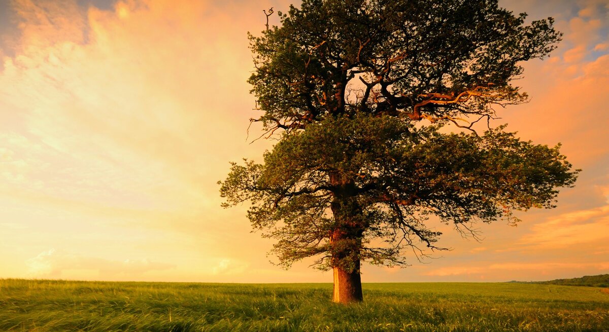 Ein majestätischer, alleinstehender Baum steht auf einem weiten Feld bei Sonnenuntergang. Der Himmel ist in warmen Orangetönen gefärbt, was eine friedliche und idyllische Atmosphäre schafft. Die Äste des Baumes sind weit verzweigt und das Laub ist dicht, während das Gras im Vordergrund leicht im Wind weht. Der Baum wirkt stark und verwurzelt, als Symbol für Beständigkeit und Naturverbundenheit.