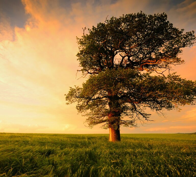 Ein majestätischer, alleinstehender Baum steht auf einem weiten Feld bei Sonnenuntergang. Der Himmel ist in warmen Orangetönen gefärbt, was eine friedliche und idyllische Atmosphäre schafft. Die Äste des Baumes sind weit verzweigt und das Laub ist dicht, während das Gras im Vordergrund leicht im Wind weht. Der Baum wirkt stark und verwurzelt, als Symbol für Beständigkeit und Naturverbundenheit. | © Getty Images Signature/ ChrisHepburn
