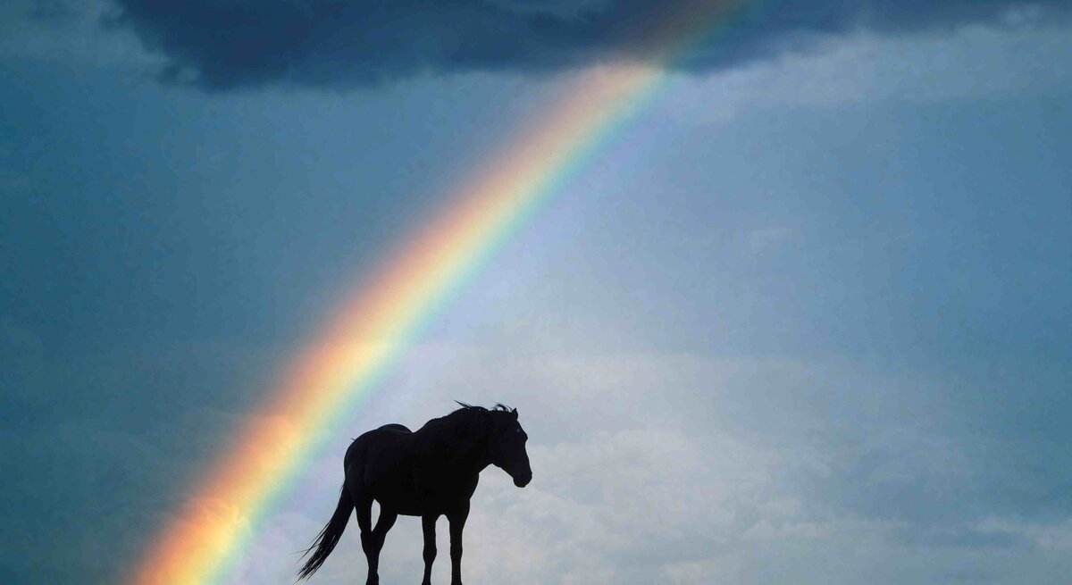 Pferd das im Dunkeln läuft und von einem Regenbogen umgeben ist.