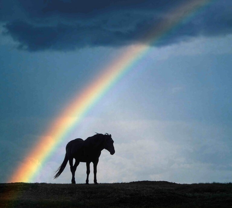 Pferd das im Dunkeln läuft und von einem Regenbogen umgeben ist. | © Mark Newman via Gettyimages